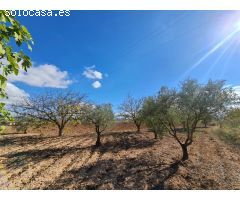Parcela en Venta en Yecla, Murcia