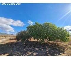 Parcela en Venta en Yecla, Murcia