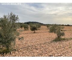 Parcela en Venta en Yecla, Murcia