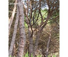 PARCELA EN PINARES DEL JUCAR
