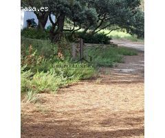PARCELA EN PINARES DEL JUCAR