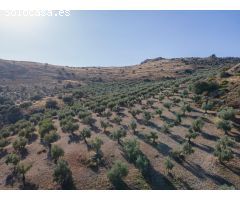 FINCA DE OLIVOS EN LA PEZA