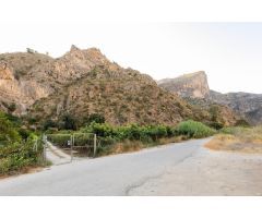 FINCA DE AGUACATES EN VELEZ DE BENAUDALLA
