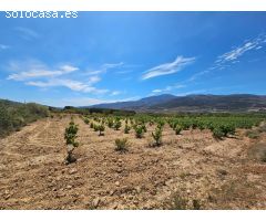 FINCA EN LLANO DE LAUJAR DE ANDARAX