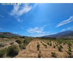 FINCA EN LLANO DE LAUJAR DE ANDARAX