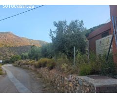 FINCA RUSTICA DE OLIVOS