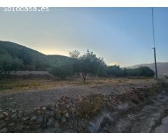 FINCA RUSTICA DE OLIVOS