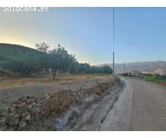 FINCA RUSTICA DE OLIVOS