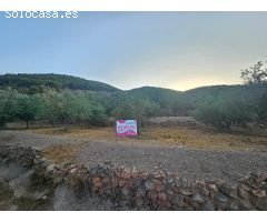 FINCA RUSTICA DE OLIVOS