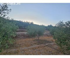 FINCA RUSTICA DE OLIVOS