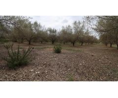 Finca de olivos