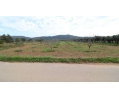 Finca de Almendros con almacén