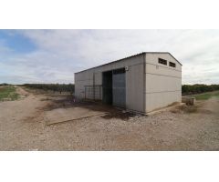 Finca de mandarinos en producción