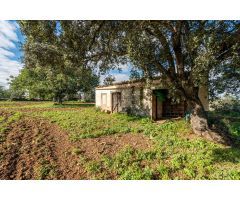 Terreno Rustico con pequeña casa para reformar al este de Petra, Mallorca