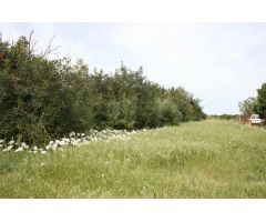 Se vende parcela rúsitca de 20.714 m2 en camí son Roig (Binissalem)