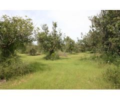 Se vende parcela rúsitca de 20.714 m2 en camí son Roig (Binissalem)