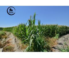 FINCA RUSTICA DE RIEGO EN BELICENA