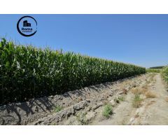 FINCA RUSTICA DE RIEGO EN BELICENA