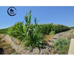 FINCA RUSTICA DE RIEGO EN BELICENA