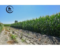 FINCA RUSTICA DE RIEGO EN BELICENA