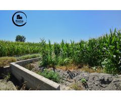 FINCA RUSTICA DE RIEGO EN BELICENA
