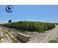FINCA RUSTICA DE RIEGO EN BELICENA