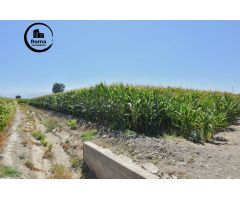 FINCA RUSTICA DE RIEGO EN BELICENA