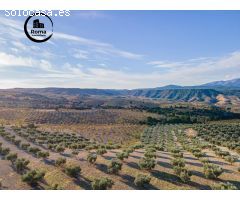FINCA DE OLIVOS EN JAYENA