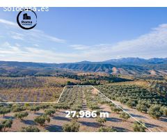 FINCA DE OLIVOS EN JAYENA