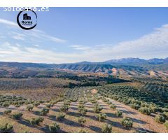 FINCA DE OLIVOS EN JAYENA