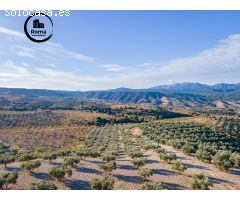 FINCA DE OLIVOS EN JAYENA