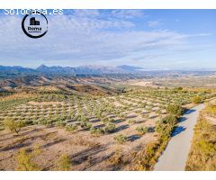 FINCA DE OLIVOS EN JAYENA