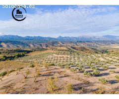 FINCA DE OLIVOS EN JAYENA