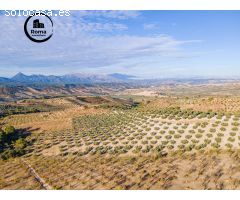 FINCA DE OLIVOS EN JAYENA