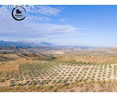 FINCA DE OLIVOS EN JAYENA