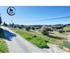 Terreno Las gabias de Secano 5.000 m2 con 50 olivos