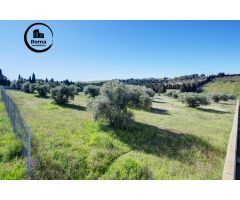 Terreno Las gabias de Secano 5.000 m2 con 50 olivos
