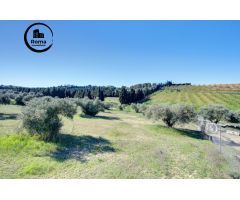 Terreno Las gabias de Secano 5.000 m2 con 50 olivos