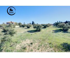 Terreno Las gabias de Secano 5.000 m2 con 50 olivos