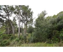 Parcelas en venta
