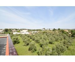 Finca de olivos con casa en venta, al lado del núcleo urbano