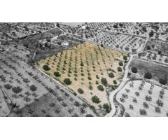 Terreno en La Romana, Alicante