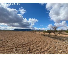 SE VENDE PARCELA EN PINOSO (ALICANTE)
