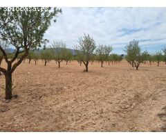 SE VENDE PARCELA CON CASA DE APERO EN PINOSO (ALICANTE)