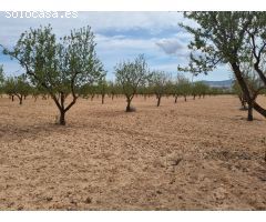 SE VENDE PARCELA CON CASA DE APERO EN PINOSO (ALICANTE)