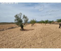 SE VENDE PARCELA CON CASA DE APERO EN PINOSO (ALICANTE)