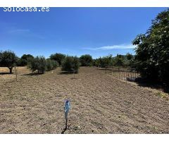 Oportunidad Única en la Huerta de Murcia! Finca con Terreno Rústico y Vivienda en Patiño