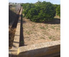 TERRENO DE NARANJOS EN VENTA EN MONCADA(ZONA ANILLO VERDE)
