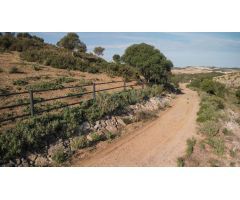Finca de 13 ha. con cortijo y cuadras para caballos de nueva construcción