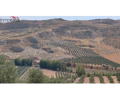 FINCA DE OLIVOS DE REGADIO